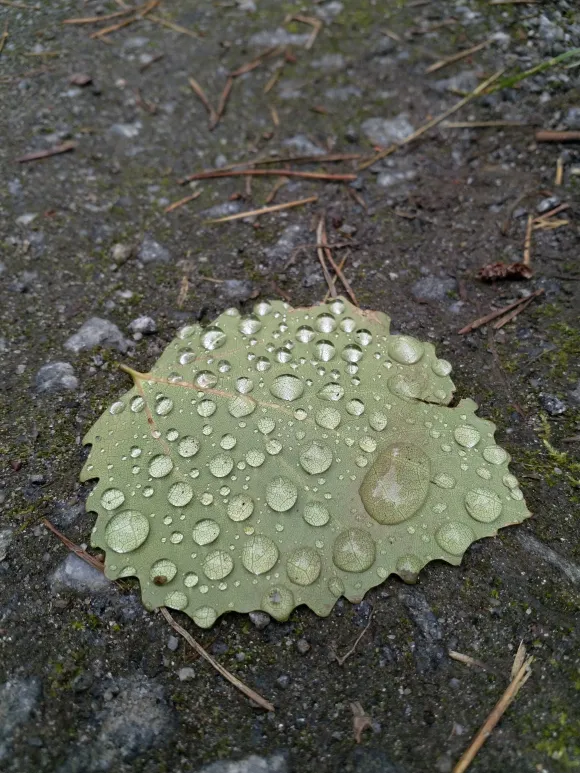Leaf with water droplets